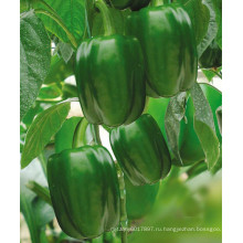 HSP24 Zongda большой ярко-зеленый гибрид F1 сладкий/болгарский перец семена семена овощных культур